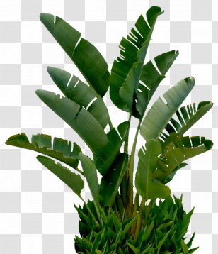 CorelDRAW Adobe Illustrator - Plant - Banana Tree Transparent PNG