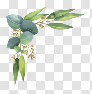 Leaf - Green Eucalyptus Leaves With Branches Transparent PNG