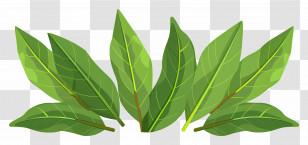 Bay Leaf - Fresh Green Leaves Illustration Transparent PNG