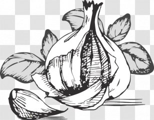 Garlic Food Vegetable Clip Art - Tree - Fresh Transparent PNG