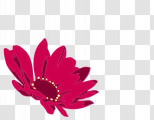 Transvaal Daisy Cut Flowers Petal Magenta Telekom Flower Transparent PNG