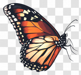 Butterfly Side View - Monarch Butterfly Illustration Transparent PNG