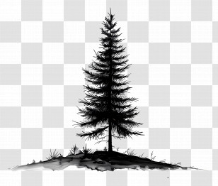 Pine Tree - Pine Tree Illustration Transparent PNG