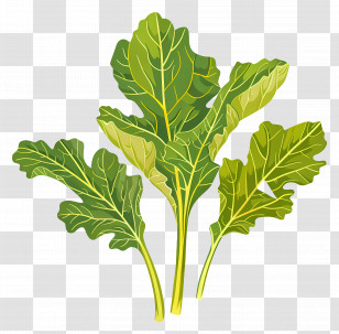 Mustard Greens - Green Kale Leaves Illustration For Healthy Living Transparent PNG