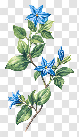 Blue Star Flowers - Beautiful Blue Flowers In Bloom Transparent PNG