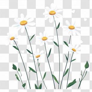 Flower Background - Delicate White Daisies Illustration Transparent PNG