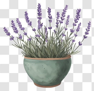 Lavender In Pot - Lavender Plant In Ceramic Pot For Home Decor Transparent PNG