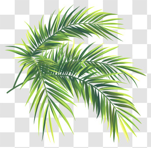Palm Branches - Green Palm Fronds Illustration Transparent PNG