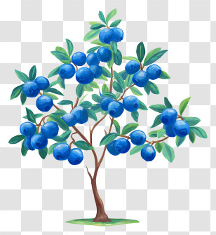 Blueberry Tree - Blue Berries On A Tree Transparent PNG