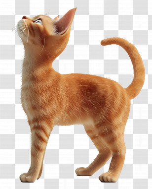 Full Body Cat Side View - Cute Orange Cat Looking Upwards Transparent PNG