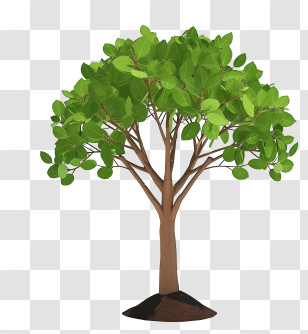 Realistic Planting Tree - Green Leafy Tree Illustration Transparent PNG