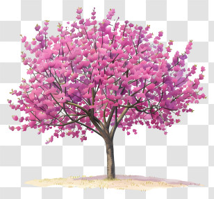 Redbud Tree - Pink Flowering Tree In Spring Transparent PNG