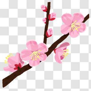 Flower - Pink Cherry Blossom Flower Illustration Transparent PNG