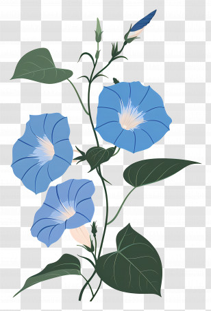 Morning Glory - Blue Morning Glory Floral Illustration Transparent PNG
