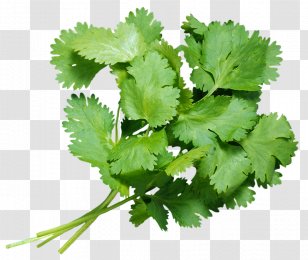 coriander png images transparent coriander images coriander png images transparent