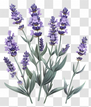 Garden Lavender - Lavender Plant Illustration With Purple Blossoms Transparent PNG