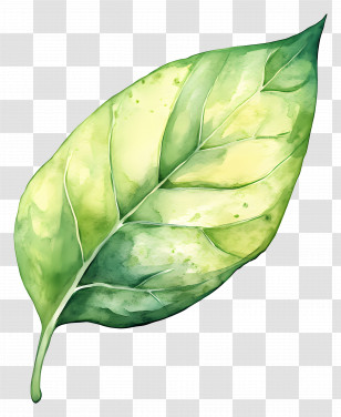 Watercolor Leaf - Realistic Watercolor Green Leaf Illustration Transparent PNG