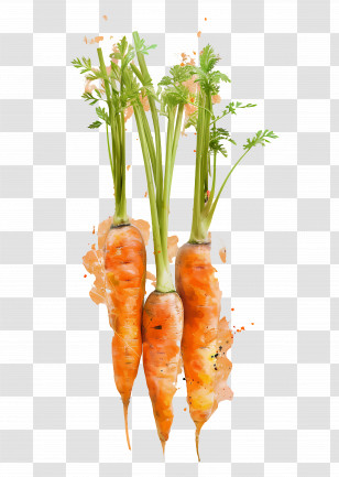 Three Carrots Illustration - Three Fresh Carrots Watercolor Illustration Transparent PNG