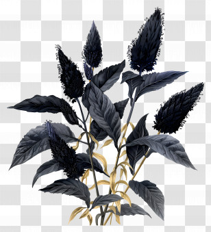 Amaranth - Unique Black Plant With Detailed Leaves Transparent PNG