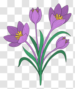 Crocuses - Purple Crocus Flowers Botanical Illustration Transparent PNG