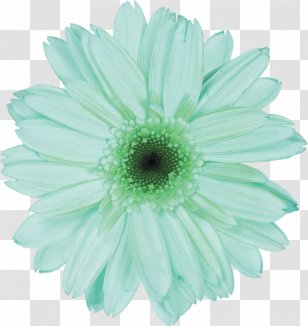 Hairbrush Capelli Comb Rubber Bands - Chrysanths - Hair Transparent PNG