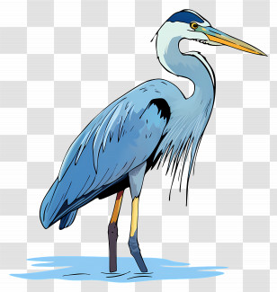 Heron - Blue Heron Standing Gracefully In Water Transparent PNG