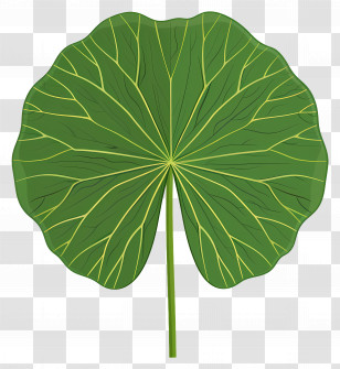 Leaf - Green Leaf Illustration Transparent PNG