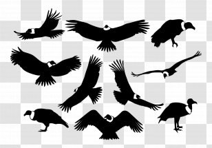 Bird Of Prey Silhouette Condor - Wildlife - Vulture Transparent PNG