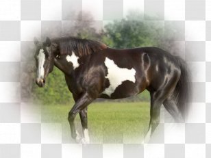 Stallion Mustang Colt Foal Mare Transparent PNG