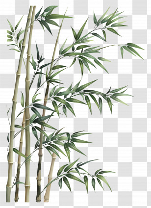 Bamboo - Bamboo Stalks With Leaves Illustration Transparent PNG