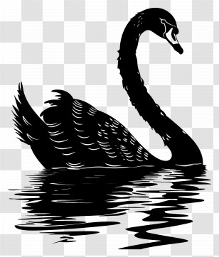 Swan Silhouette - Silhouette Black Swan On Water Transparent PNG