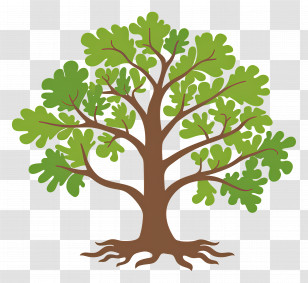 Oak Tree - Green Tree Illustration With Roots Transparent PNG