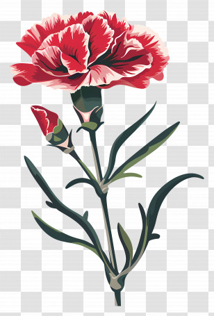 Carnation Flower - Red Carnation Flower Illustration Transparent PNG