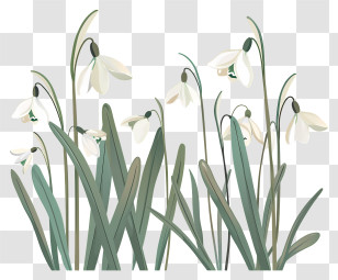 Spring Flowers - Snowdrop Flowers With Delicate Green Leaves Transparent PNG