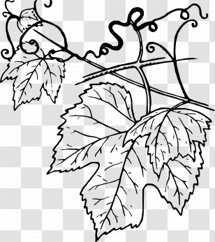 Common Grape Vine Leaves Wine Clip Art - Grapevines Transparent PNG