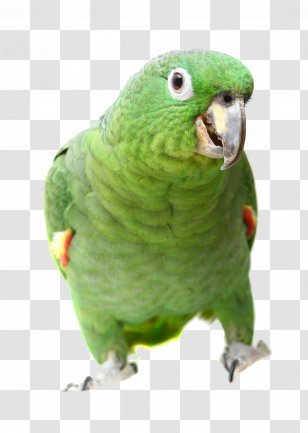 Parrot Southern Mealy Amazon Bird Turquoise-fronted Yellow-shouldered - Aliexpress - Watching You Transparent PNG