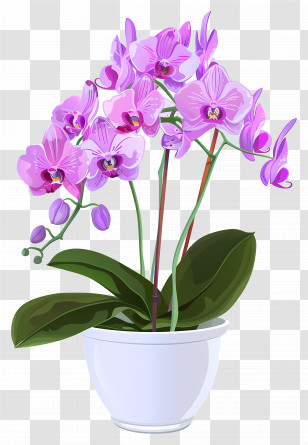 Orchid Flower - Purple Orchids In A Decorative Pot Transparent PNG