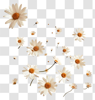 Flying Flowers - Falling White Daisies On Transparent Background Transparent PNG