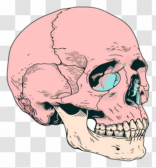 Skull - Pink Human Skull Artistic Illustration Transparent PNG