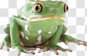 Frog Clip Art - Tree - Image Transparent PNG