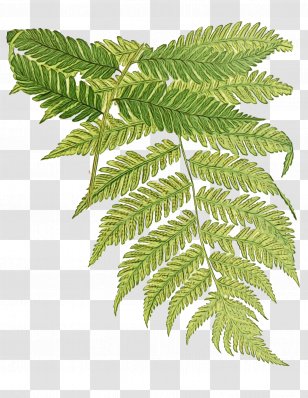 Watercolor Flower Background - Painting - Mimosa Tenuiflora Branch Transparent PNG