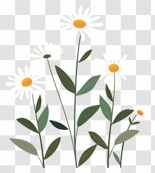 Flowers Daisy - Daisy Flowers With Yellow Centers And Green Leaves Transparent PNG
