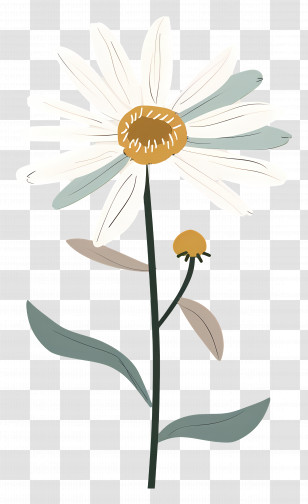 White Daisy - Delicate Daisy Flower Drawing Transparent PNG