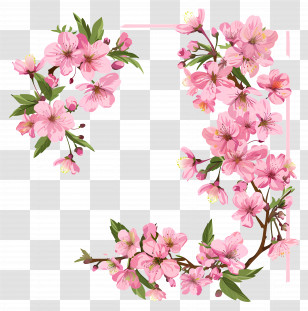 Pink Square Border - Pink Cherry Blossoms On Branches Transparent PNG