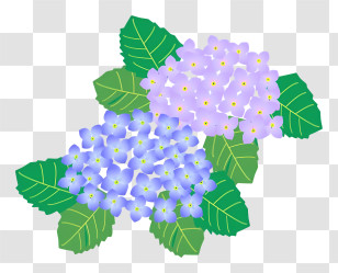 Flower - Purple And Blue Hydrangea Flowers With Leaves Transparent PNG