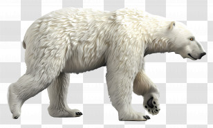 Polar Bear Side View - Polar Bear Walking Gracefully Transparent PNG