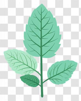 Leaf Mint - Mint Leaves Illustration For Herbal Uses Transparent PNG