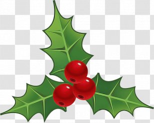 Holly - Leaf - Woody Plant Chinese Hawthorn Transparent PNG