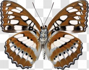 Milkweed Butterfly Light Parrot Photography - Butterflies And Moths Transparent PNG