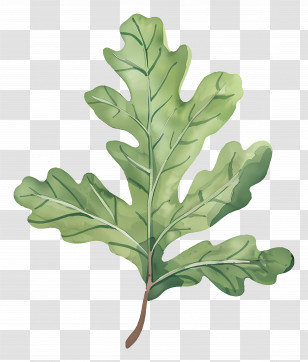 Oak Leaf - Green Oak Leaf Illustration Transparent PNG